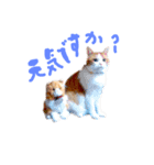 とらにゃん猫スタンプ（個別スタンプ：22）