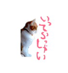とらにゃん猫スタンプ（個別スタンプ：23）