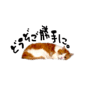 とらにゃん猫スタンプ（個別スタンプ：30）