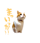 とらにゃん猫スタンプ（個別スタンプ：31）
