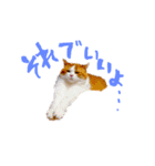 とらにゃん猫スタンプ（個別スタンプ：36）