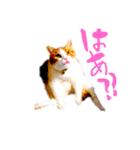 とらにゃん猫スタンプ（個別スタンプ：37）
