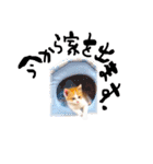 とらにゃん猫スタンプ（個別スタンプ：40）