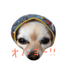 さんまくん（個別スタンプ：4）
