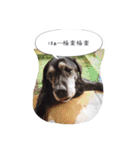 Labrador Totti！（個別スタンプ：1）
