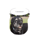 Labrador Totti！（個別スタンプ：3）