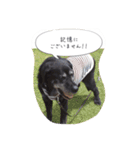 Labrador Totti！（個別スタンプ：4）