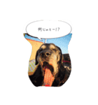 Labrador Totti！（個別スタンプ：6）