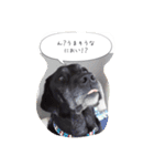 Labrador Totti！（個別スタンプ：8）