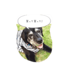 Labrador Totti！（個別スタンプ：13）