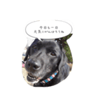 Labrador Totti！（個別スタンプ：14）