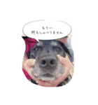 Labrador Totti！（個別スタンプ：16）