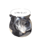 Labrador Totti！（個別スタンプ：17）