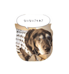Labrador Totti！（個別スタンプ：19）