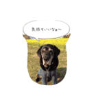 Labrador Totti！（個別スタンプ：20）