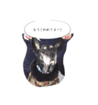 Labrador Totti！（個別スタンプ：22）
