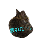 iyasineco（個別スタンプ：10）
