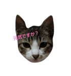 iyasineco（個別スタンプ：12）