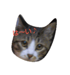 iyasineco（個別スタンプ：17）
