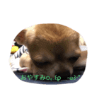ウチのバカ犬2（個別スタンプ：1）