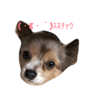 ウチのバカ犬2（個別スタンプ：2）