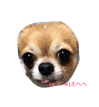 ウチのバカ犬2（個別スタンプ：3）