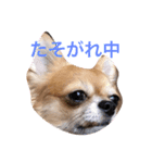 ウチのバカ犬2（個別スタンプ：4）