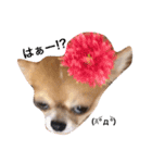 ウチのバカ犬2（個別スタンプ：5）