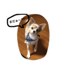 ウチのバカ犬2（個別スタンプ：8）
