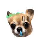 ウチのバカ犬2（個別スタンプ：9）