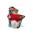 ウチのバカ犬2（個別スタンプ：10）