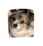 ウチのバカ犬2（個別スタンプ：11）