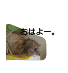 スナネズミ飼い専用（個別スタンプ：1）