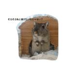 スナネズミ飼い専用（個別スタンプ：3）