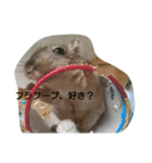 スナネズミ飼い専用（個別スタンプ：5）