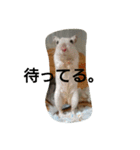 スナネズミ飼い専用（個別スタンプ：6）