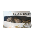 スナネズミ飼い専用（個別スタンプ：9）