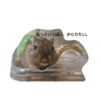 スナネズミ飼い専用（個別スタンプ：11）