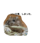 スナネズミ飼い専用（個別スタンプ：12）
