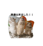 スナネズミ飼い専用（個別スタンプ：13）