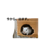 スナネズミ飼い専用（個別スタンプ：14）