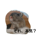 スナネズミ飼い専用（個別スタンプ：17）