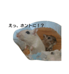 スナネズミ飼い専用（個別スタンプ：18）