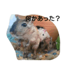 スナネズミ飼い専用（個別スタンプ：20）