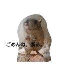 スナネズミ飼い専用（個別スタンプ：27）