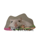 スナネズミ飼い専用（個別スタンプ：28）