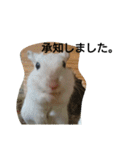 スナネズミ飼い専用（個別スタンプ：29）