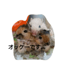 スナネズミ飼い専用（個別スタンプ：30）