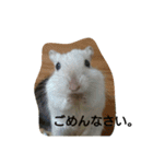 スナネズミ飼い専用（個別スタンプ：31）