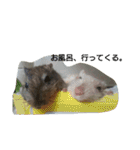 スナネズミ飼い専用（個別スタンプ：36）